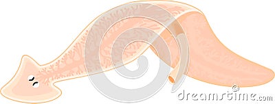 Planarian Dendrocoelum lacteum with pharyx Vector Illustration